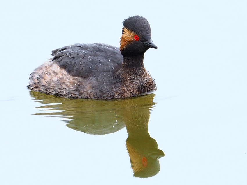 Svasso Piccolo in abito